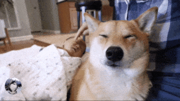 柴犬把小主人帶到2歲，女主又生了二胎，狗子都要累倒了啊 萌趣萌寵 第1张