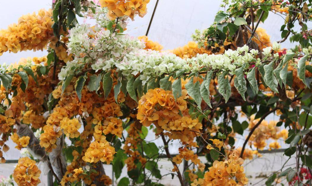 如果你想地栽的三角梅开爆花,满足3个条件,后期栽上不用管