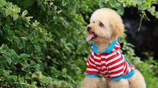 宠物狗的排名_宠物狗价格排名(3)