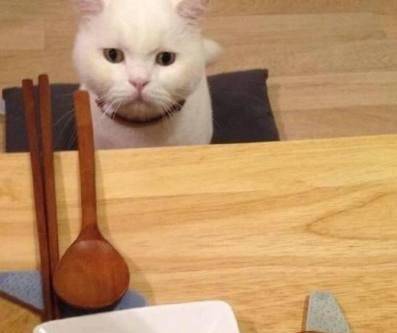 怎么选择一只蠢萌的猫 1a28592e7bd8434d8c6bf396391534e3.jpeg