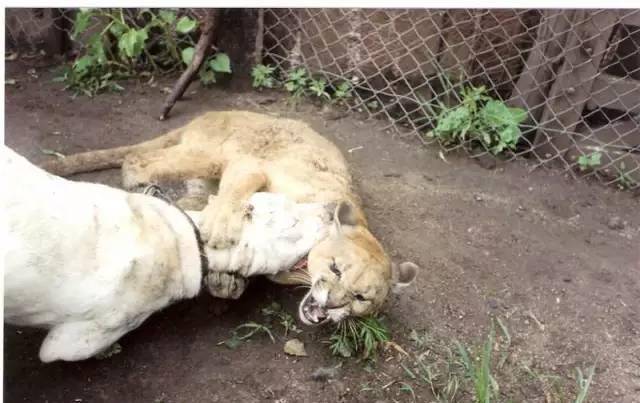 怎么看小狗会不会打猎 2f94774eb11444a2a2ba02f93fb286f7.jpeg