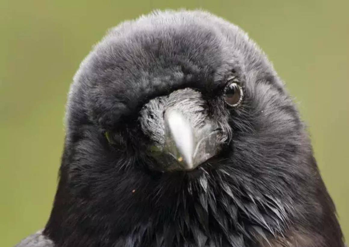 提示信息 花粉俱乐部