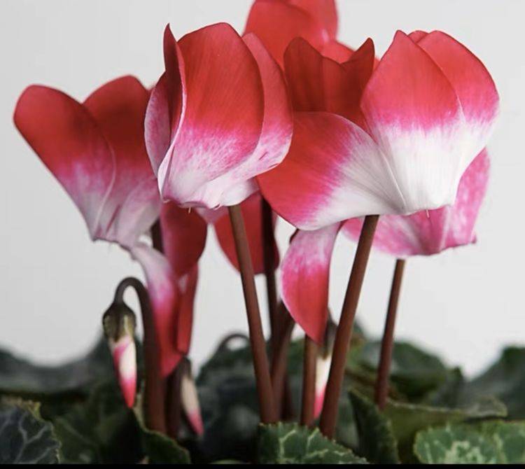 什么时间种植朱顶红最好 affac21b728b41daad8926868ce4ed68.jpeg