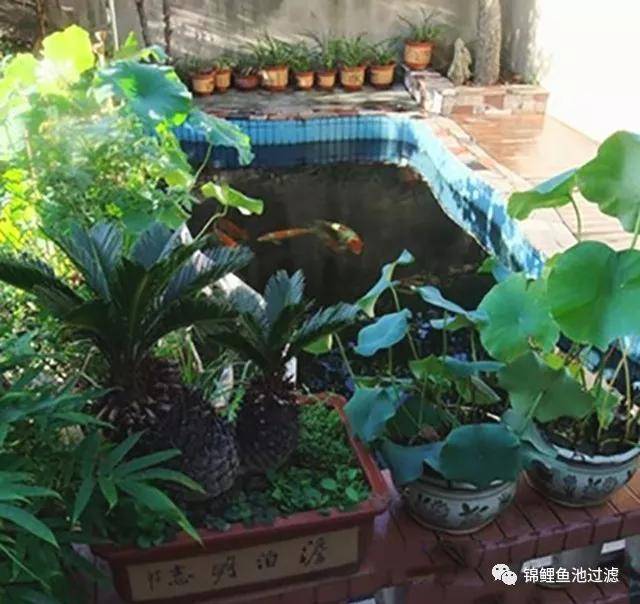 谁说要先有院子才能有鱼池看看人家的阳台楼顶