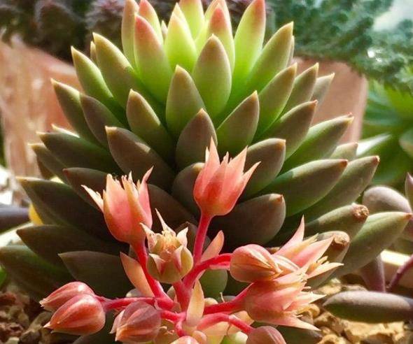 如果多肉花剑不想剪掉,2点必须做充足,否则底叶干枯,越养越瘦_开花