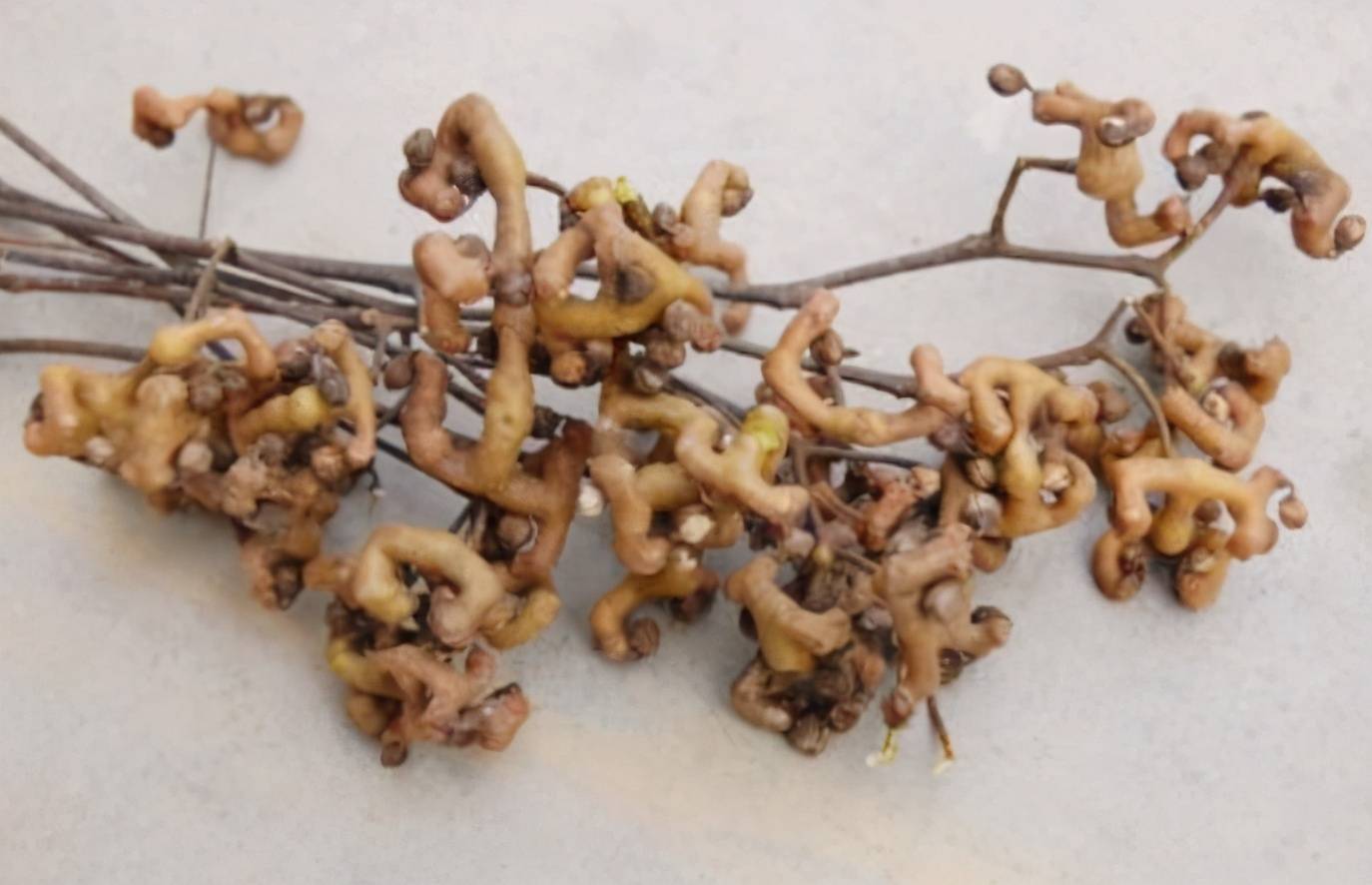 "正在消失"的4种野果子,曾是农村小孩的零食,你吃过几种?