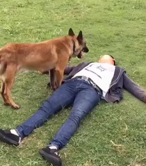 主人遛彎時暈倒了，馬犬狗狗立刻跑去向路人求救，超感動！ 萌趣萌寵 第1张
