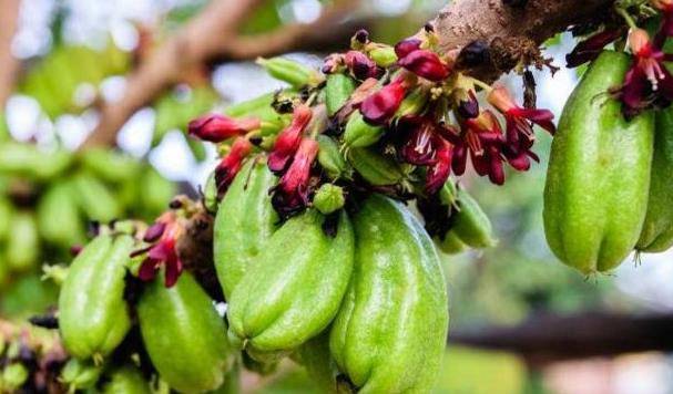 食用野果三敛的食疗价值三:野果三敛是大自然的馈赠,常食野果三敛还