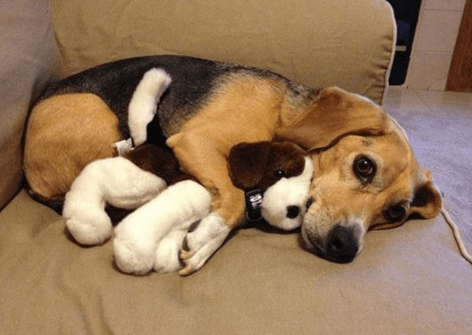 梦境解析，两只狗狗的温馨拥抱