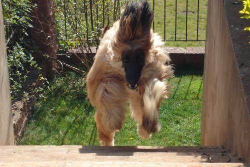 世界名犬排行榜图片_这10只世界名狗智商排名竟然火了