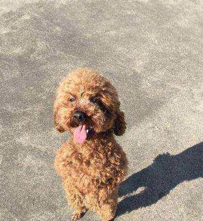 怎么养小泰迪 a8f4fdc3156140bda1005c2c58fe7344.jpeg