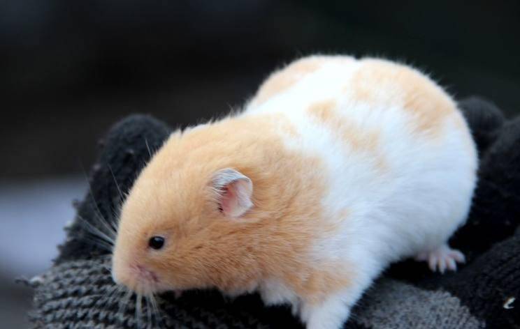 怎么养金丝熊小仓鼠 b1e2bd83a22047939588c065b3031080.jpeg