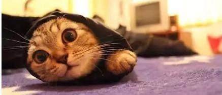 做梦梦到猫还有狗是怎么回事，探索梦境中的神秘动物