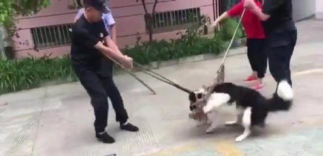 狗狗被城管抓了怎么办