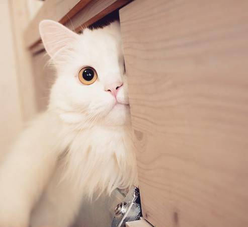 猫喜欢玩乒乓球吗 385e5d0c1860467a8a927e03b8036cda.jpeg
