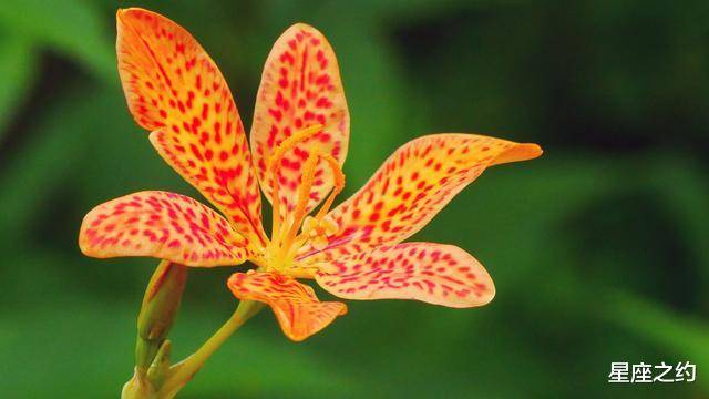 6月12日星座运势 双子扬长避短 狮子信心十足 摩羯三思而行 时候