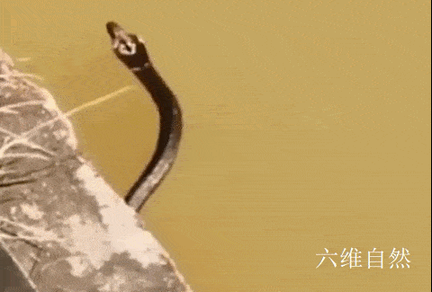 480_325gif 动态图 动图