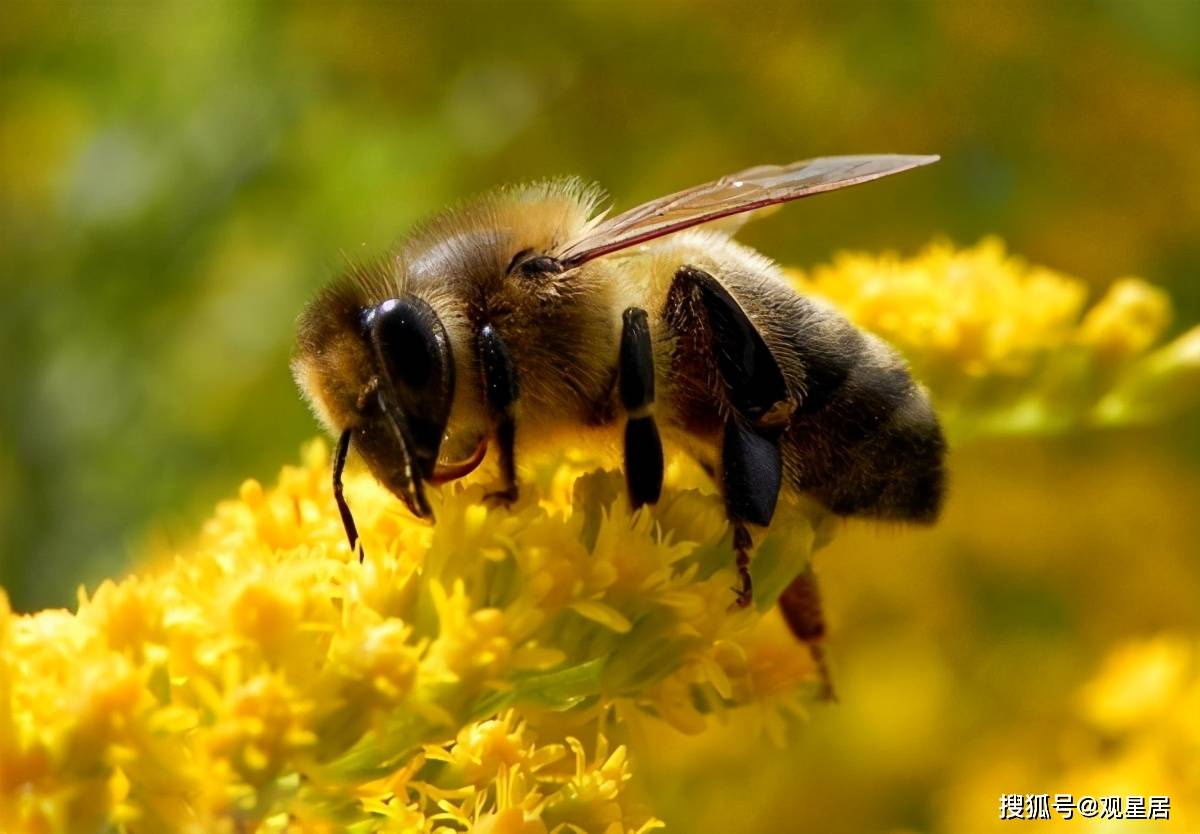 蜜蜂离巢原因是什么 蜜蜂弃巢逃跑的原因