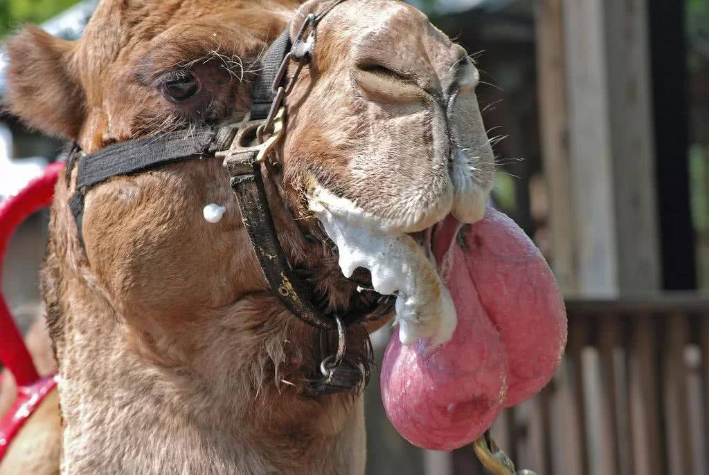 骆驼吐出的红色肉球是什么?