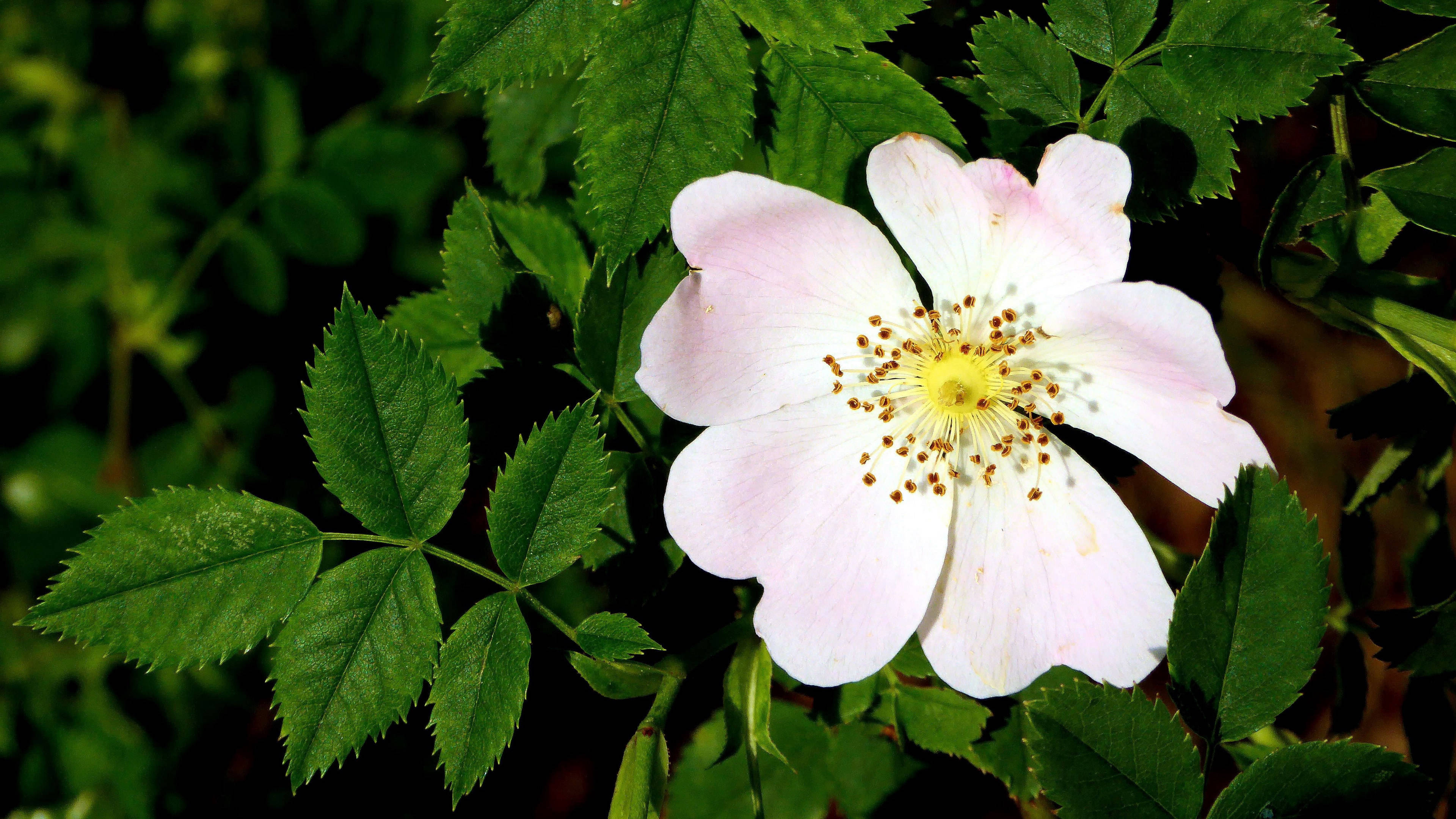 6月20日-30日爱情运势:金牛座感情升温,双鱼座独立自主