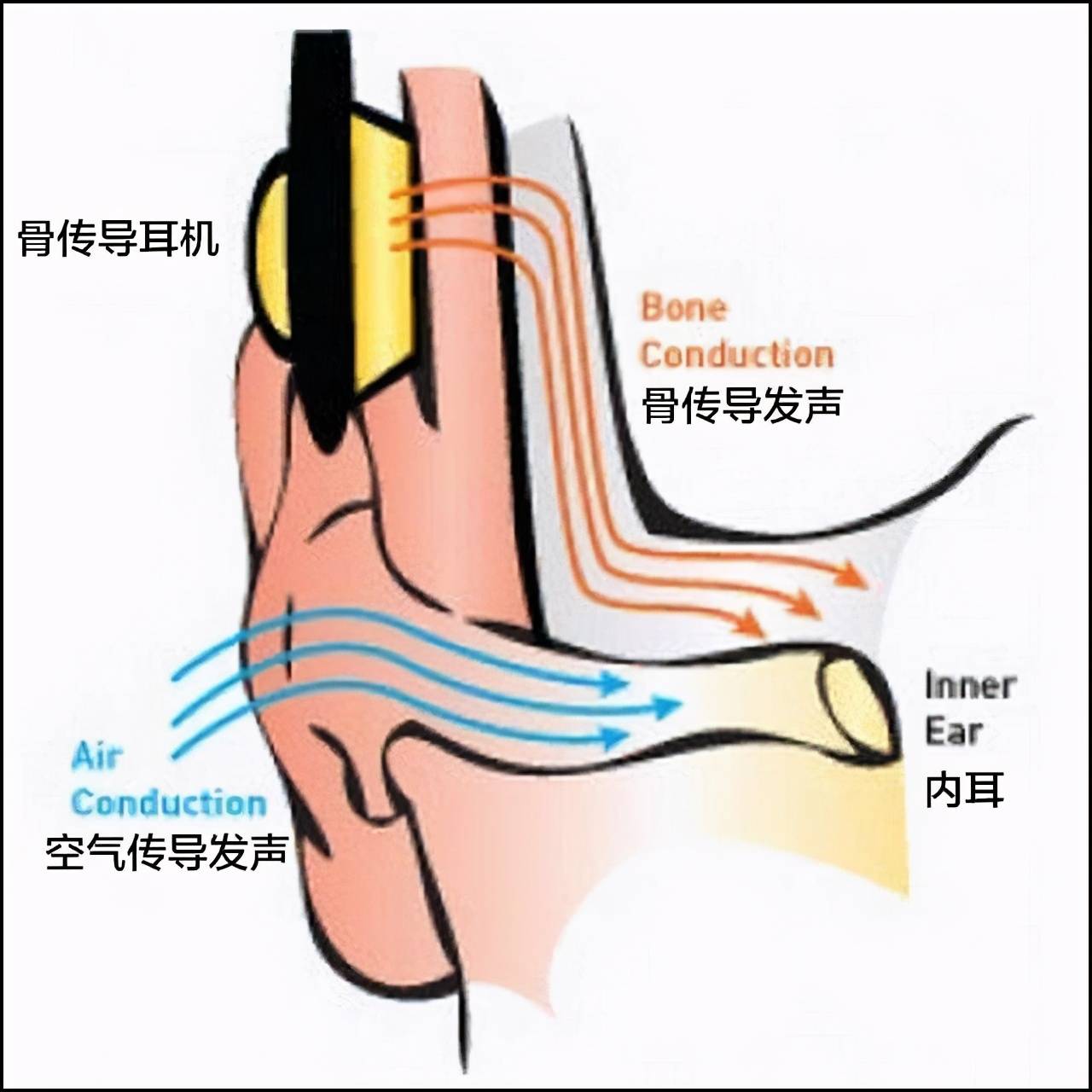 先來說說骨傳導耳機的工作原理吧,它將聲音轉化為不同頻率的機械振動