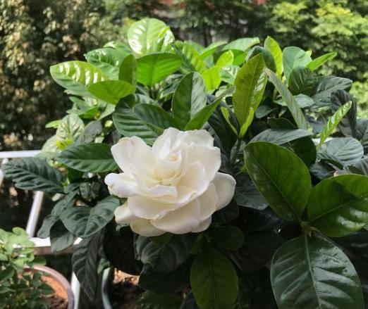 如何养好栀子花视频 ee8cb98ce4c446868ba5157a3844e338.jpeg