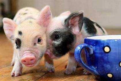 茶杯猪 成为了动物爱好们的新宠 外表憨厚可喜 比家猫还要娇小 泥浆