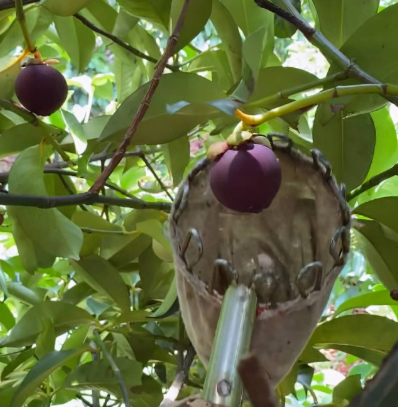 山竹为何被称为果中贵族?看完它的采摘过程,吃货:贵有贵的理由