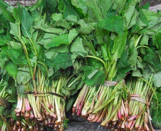 常见3大野菜,能凉血止血,清热解毒,调中开胃,快来了解一下吧