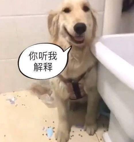 狗尿失禁的症状表现 cb373c32ff2f46aca43732a608b122c9.jpeg
