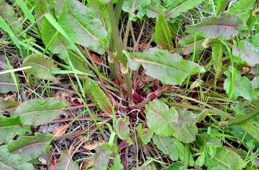 农村常见野菠菜,根含"黄金",药用价值高,城里22元一斤买不着