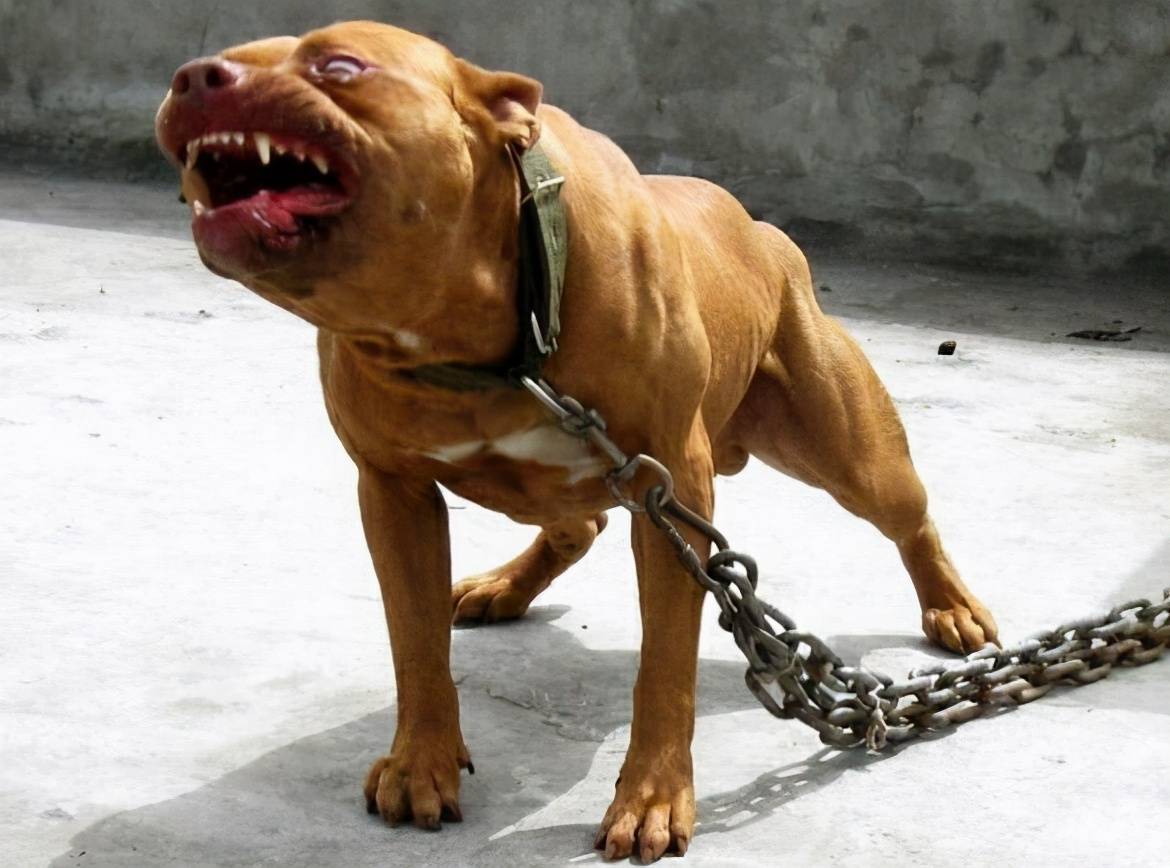 比特犬是专门培育用作为斗犬使用的,所以它具有强大的杀伤力,性格凶猛