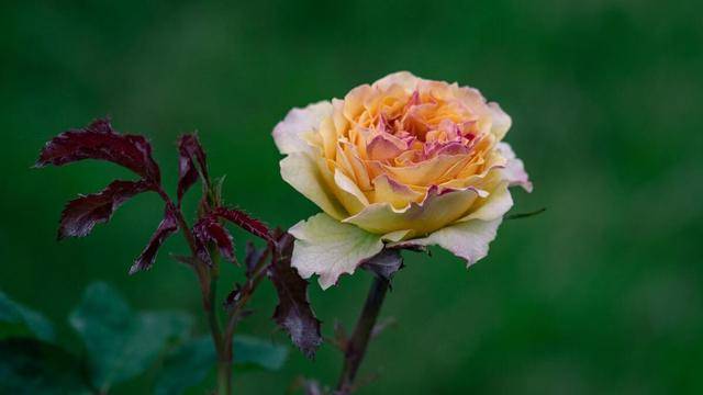 718a46374dbc48129c596778b3584531.jpeg