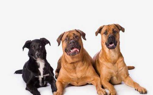 狗子乖巧可爱 真是宠物小天使 快来感受它独有的魅力 主人