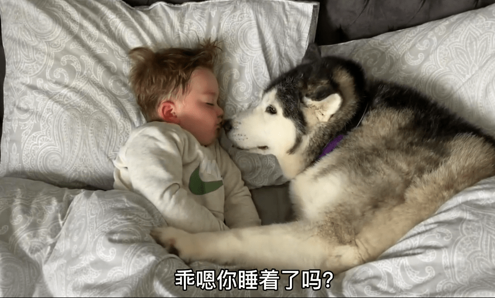 小主人把二哈當「兄弟」，牛奶也要一起分享，結果爸爸來了 萌趣萌寵 第3张