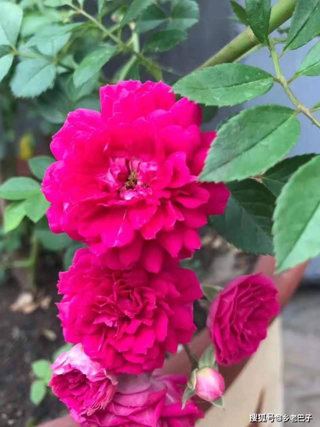 双生花是什么 花图片 bf5981590b1d4730aba6f5c6f702b2f6.jpeg