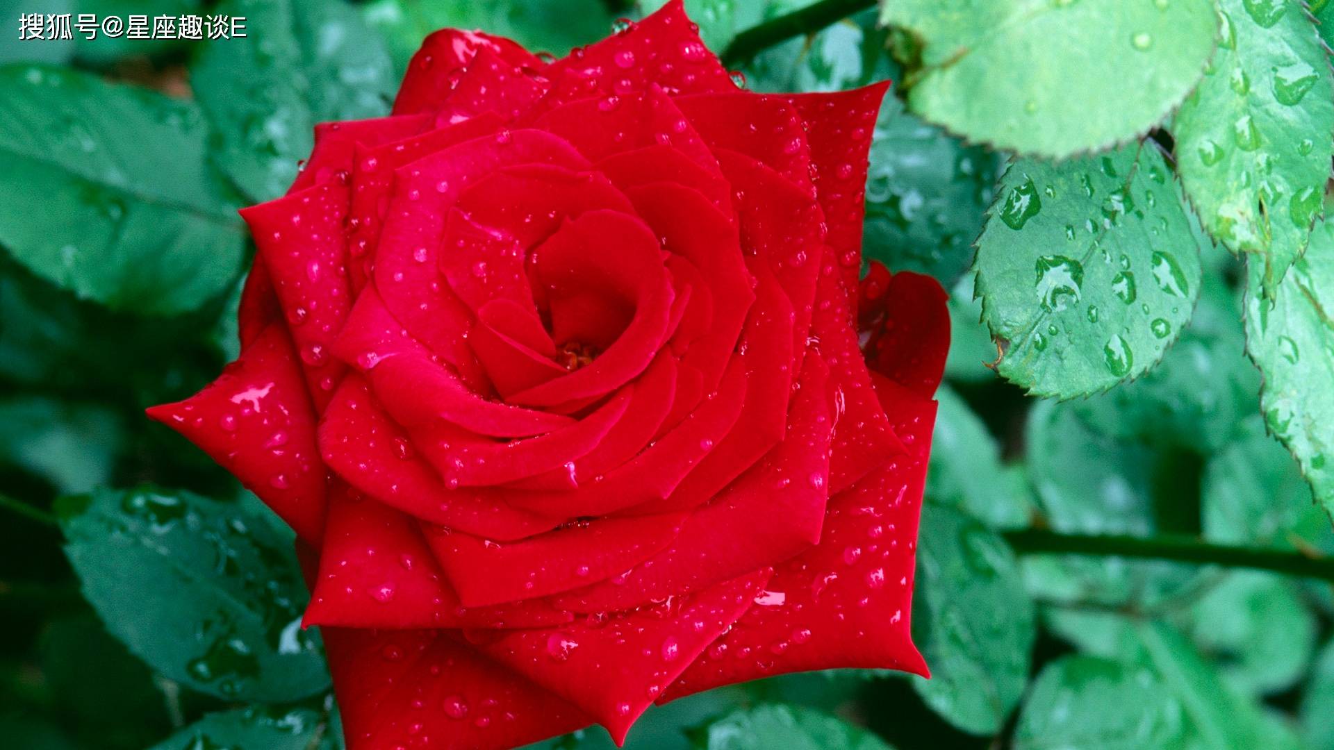 蔷薇和月季花哪个好 ee07300ef4c2416492f473c60fd85526.jpeg