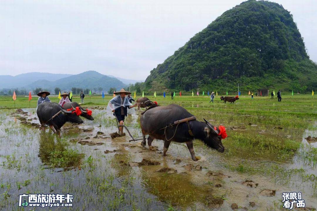 拍了20年的农耕主角大师镜头带你看牛气冲天广西旅游年卡