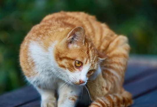 一只猫能有多胖 7c2cb8529dac417e89f9c8bc2df354e0.jpeg