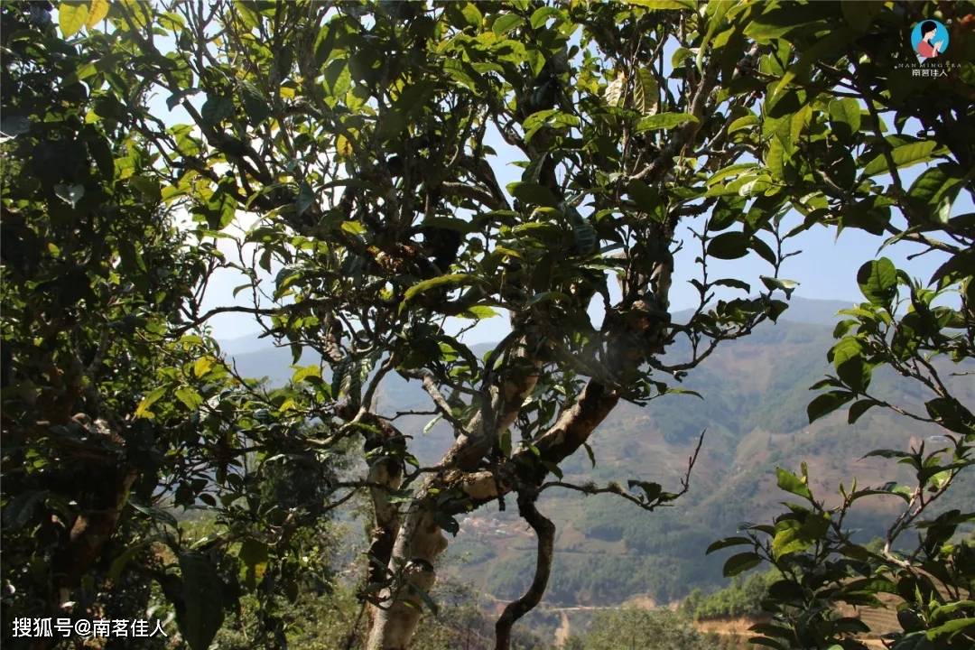 普洱生茶：一段未完成的历史风味之旅