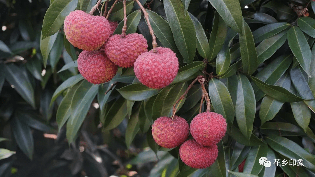 西瓜 酸甜清爽的百香果 你可以吃到 肉厚多汁,口感脆甜的香山鸡嘴荔枝