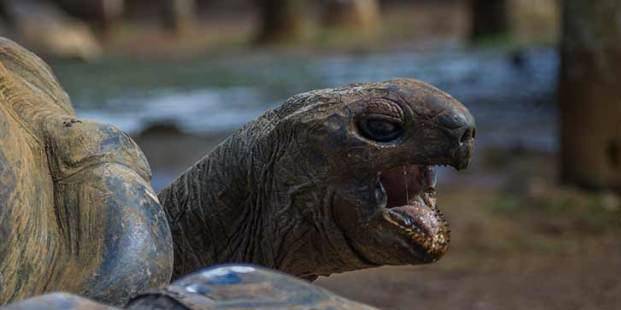 乌龟为什么不能放河里 c305dfe861df4a4582f72215d46a9aca.jpeg