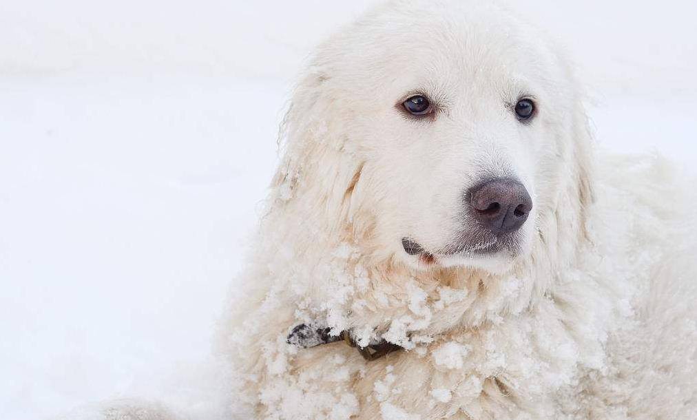 世界上最忠诚的犬种 大白熊犬 狗狗