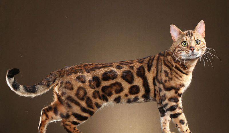 豹是猫科 e72caa654cc54983abe900ace802cba6.jpeg