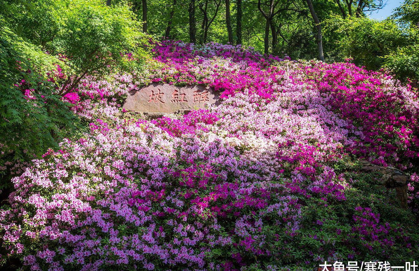 江苏无锡惠山古镇杜鹃花节,七色杜鹃成镇园之宝,给再多钱也不卖