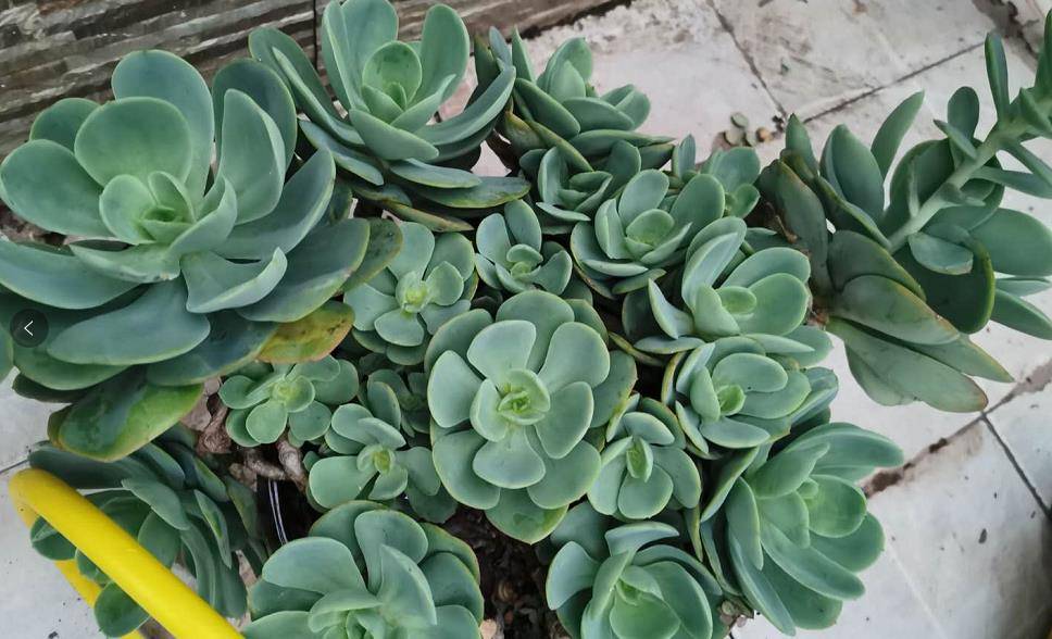 本文由唐长老多肉说原创(部分配图来自网络),欢迎关注,带你一起长知识