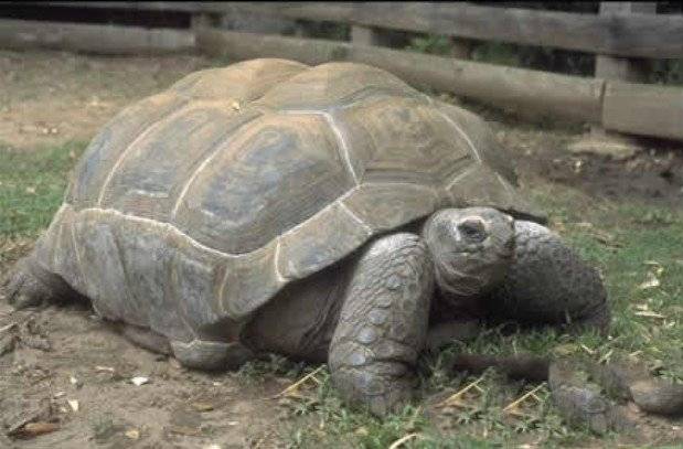 哪些动物寿命最长 生物