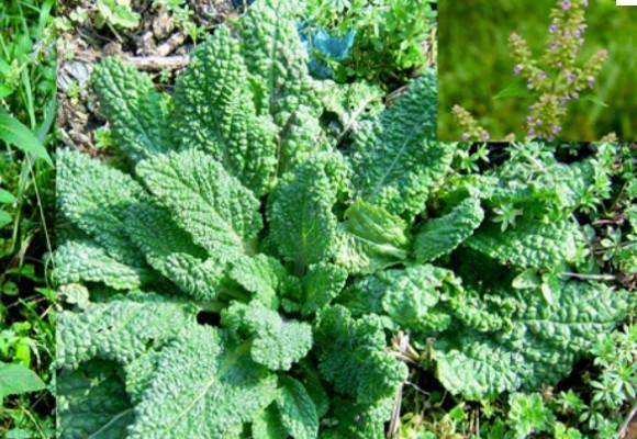 原创别嫌它丑它能清热解毒治疗痔疮出血皮肤生疮一洗就好