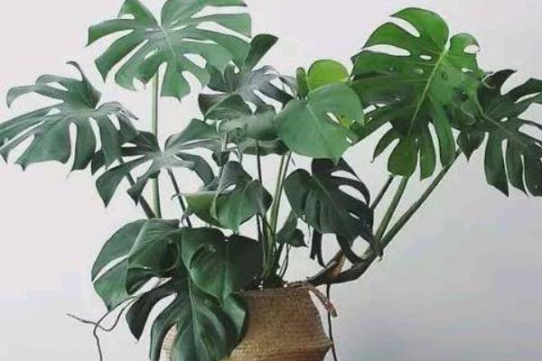 龟背竹水培好土培好 5bc71753ce564f4aa136b0f4219bfbd6.jpeg