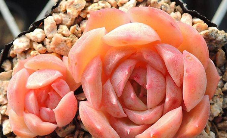 多肉昂斯诺开花基本上是没有花粉的,你知道其中的原因是什么吗?